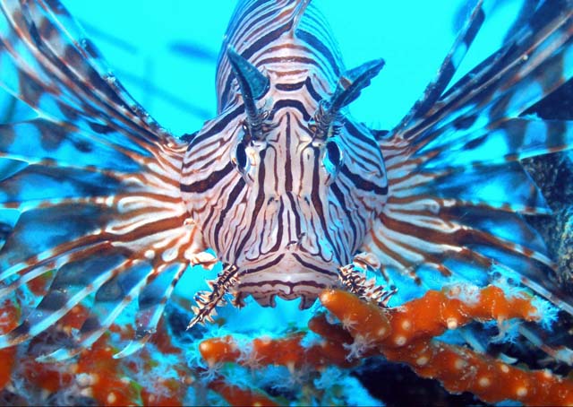 Lion Fish